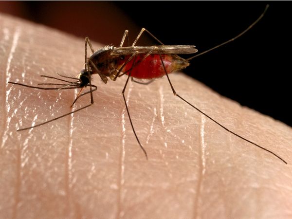 do mosquitoes bite dogs mosquito do mosquitoes bite dogs mosquito